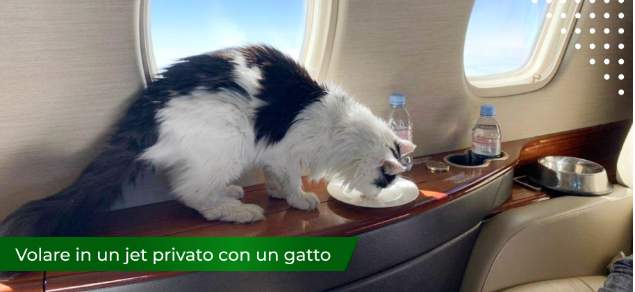 volo in jet privato con un gatto