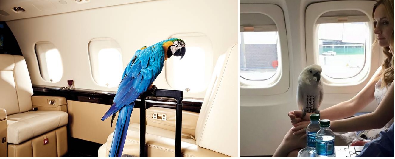 volo in jet privato con pappagallo